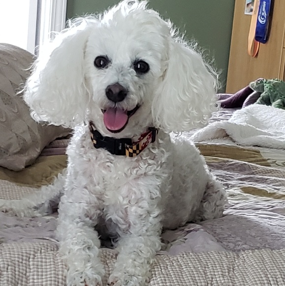 Meet your Posher, Jeanelle - Picture 5 of 11